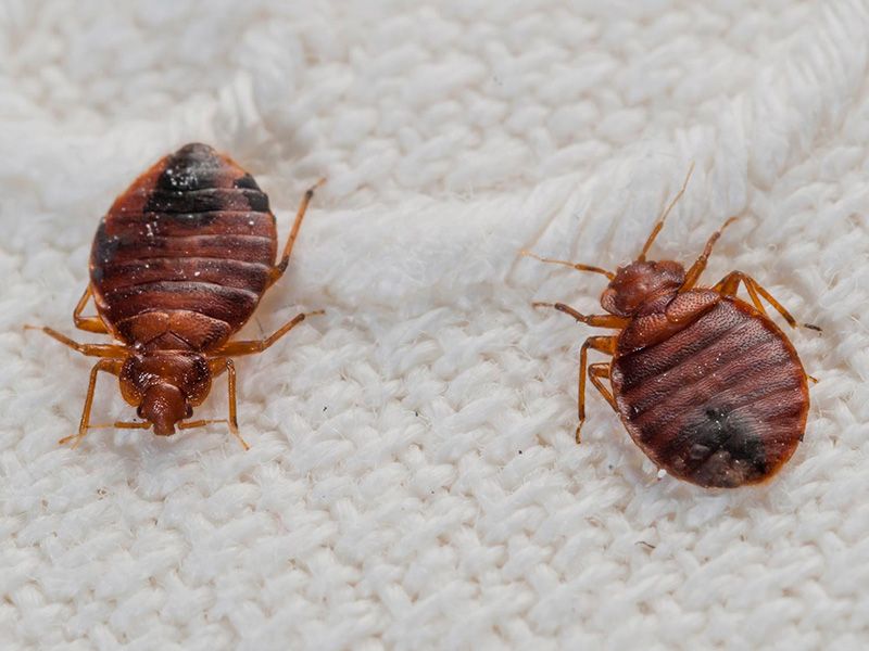 Bed Bugs Heater Rental Services Katy TX