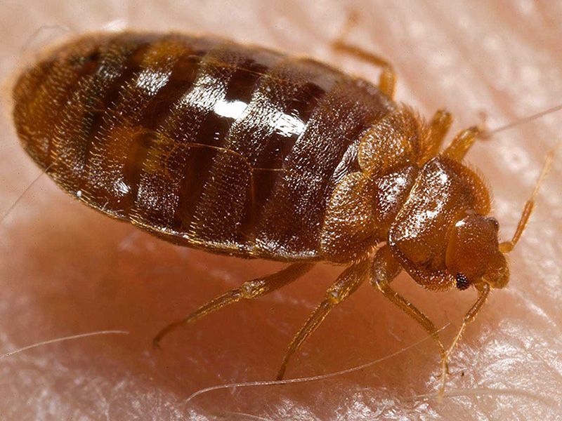 Bed Bugs Heater Rental Services Friendswood TX