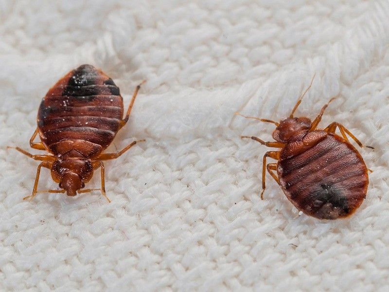 Affordable Rental Bed Bugs Heater Katy TX