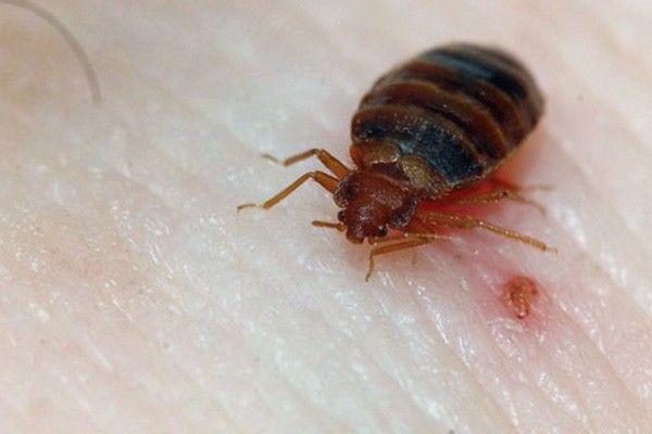 Bed Bugs Treatment Oakland CA