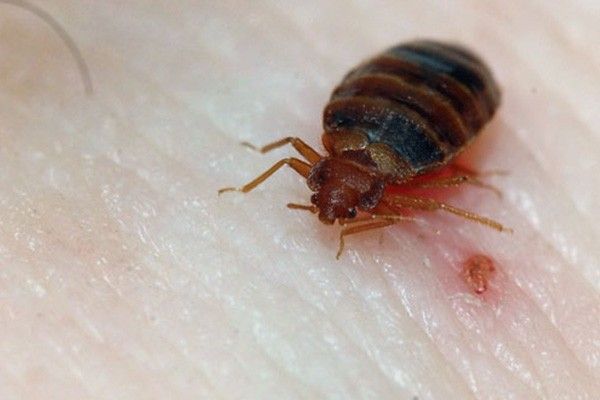 Bed Bugs Treatment Pittsburg CA