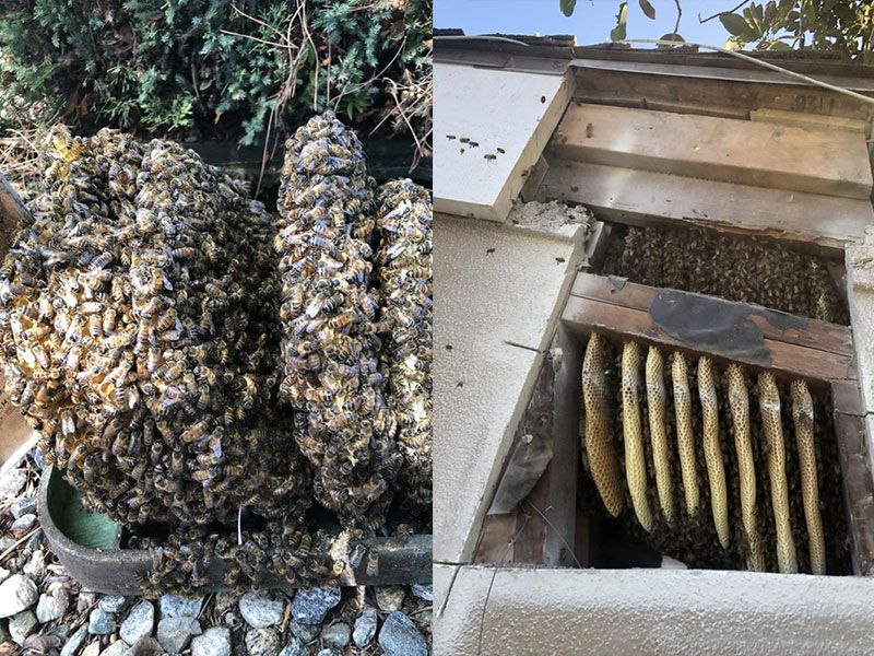 Honey Bee Removal Services Chino Hills CA