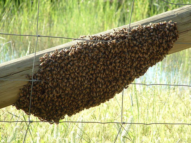 Honey Bee Removal Services Chino Hills CA