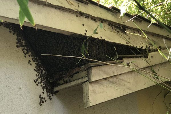 Get Rid of Bees Chino Hills CA