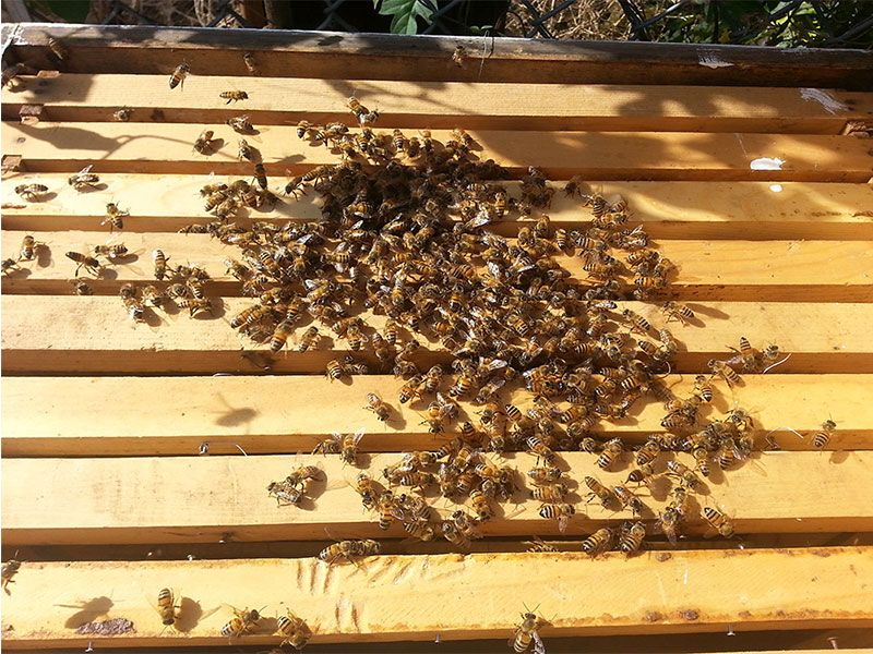 Honey Bee Removal Services Fontana CA