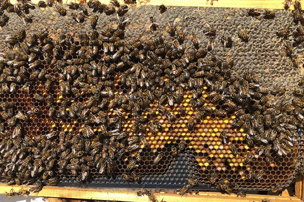 Honey Bee Removal Services Fontana CA