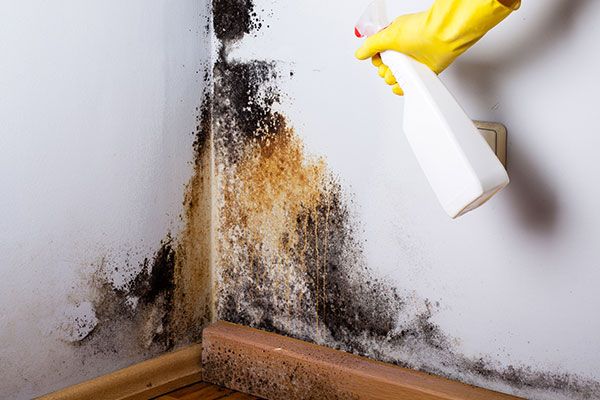 Best Mold Removal Services Tavares FL