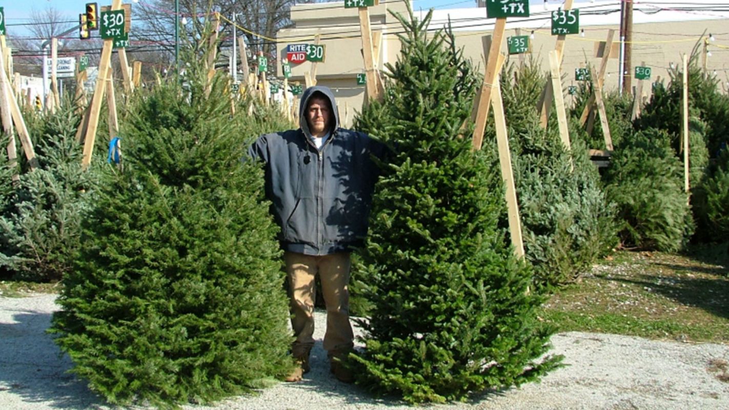 Christmas Trees For Sale Upper Darby PA