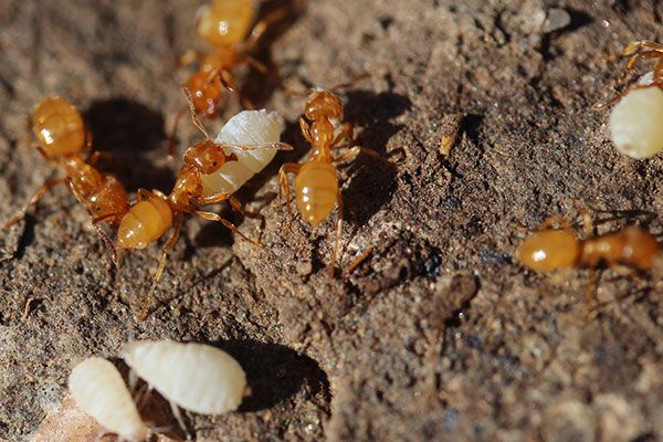 Ants Control Westchester NY