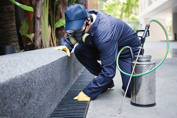 Best Exterminator Services Queens NY