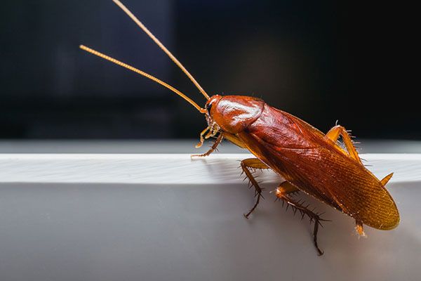 Roaches Control Westchester NY