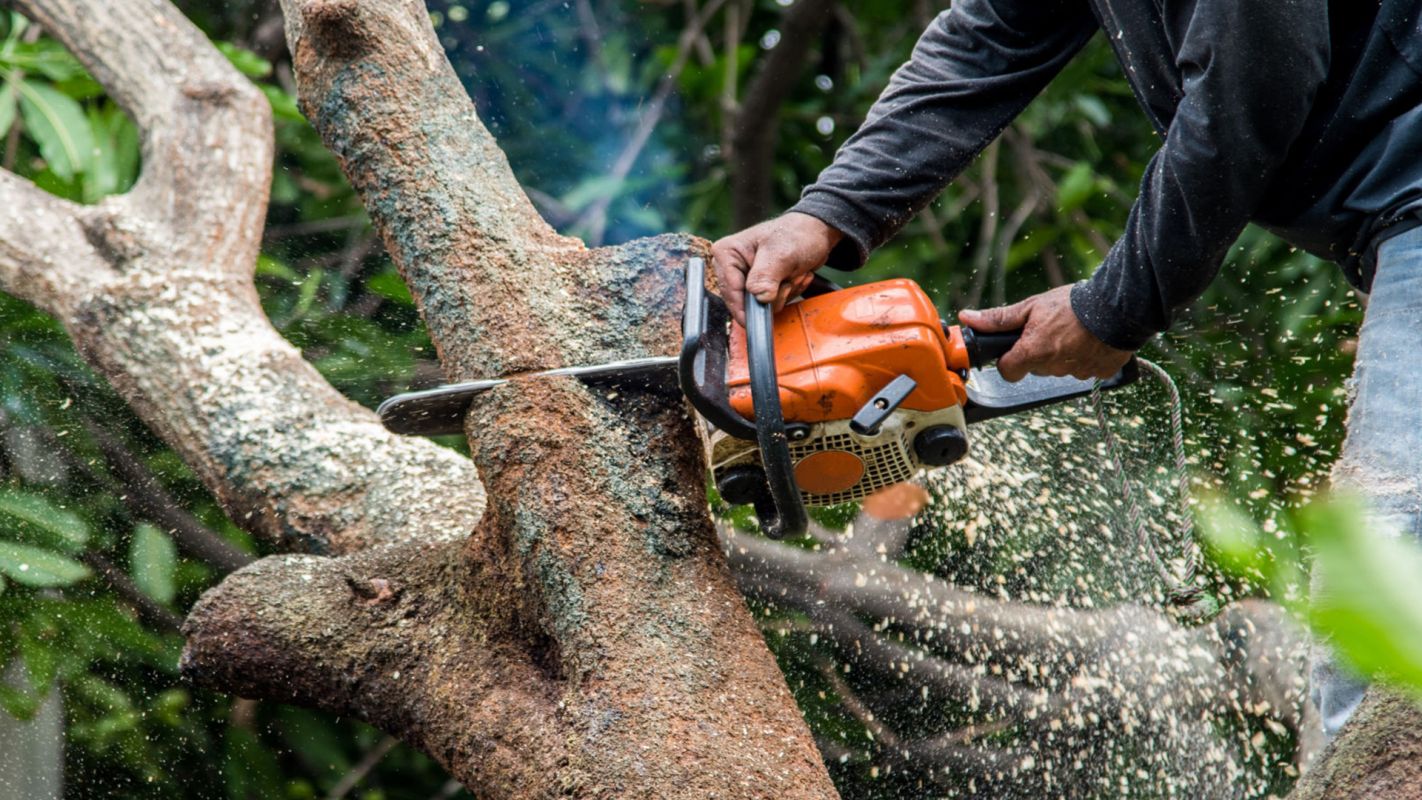 Tree Removal Services Lakeside CA