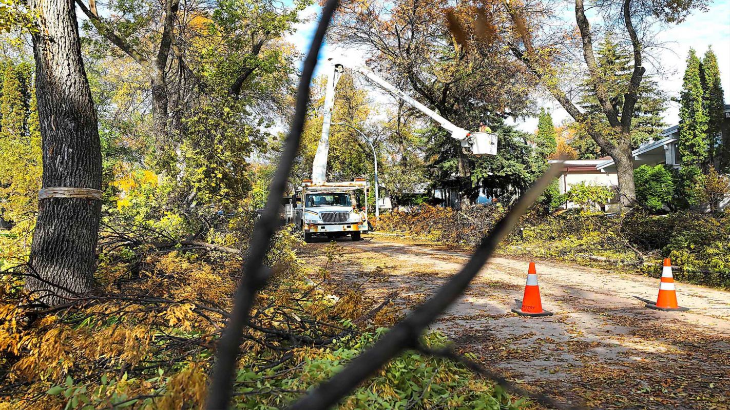 Tree Cleaning Services Houston TX