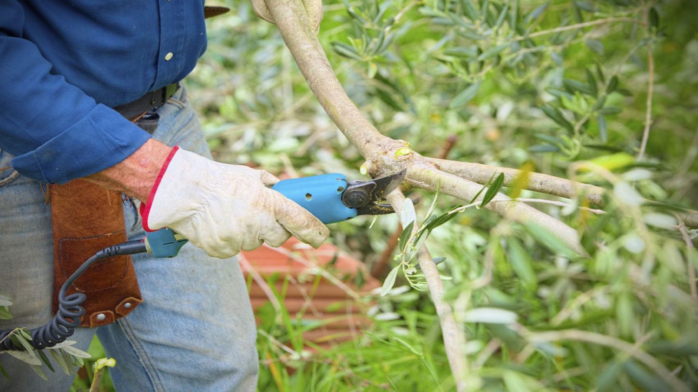 Tree Pruning Services Houston TX