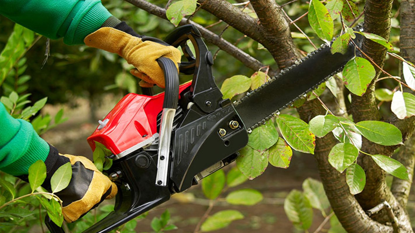 Tree Trimming Services Tomball TX