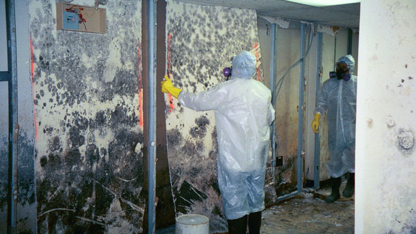 Mold Remediation Services San Lorenzo CA