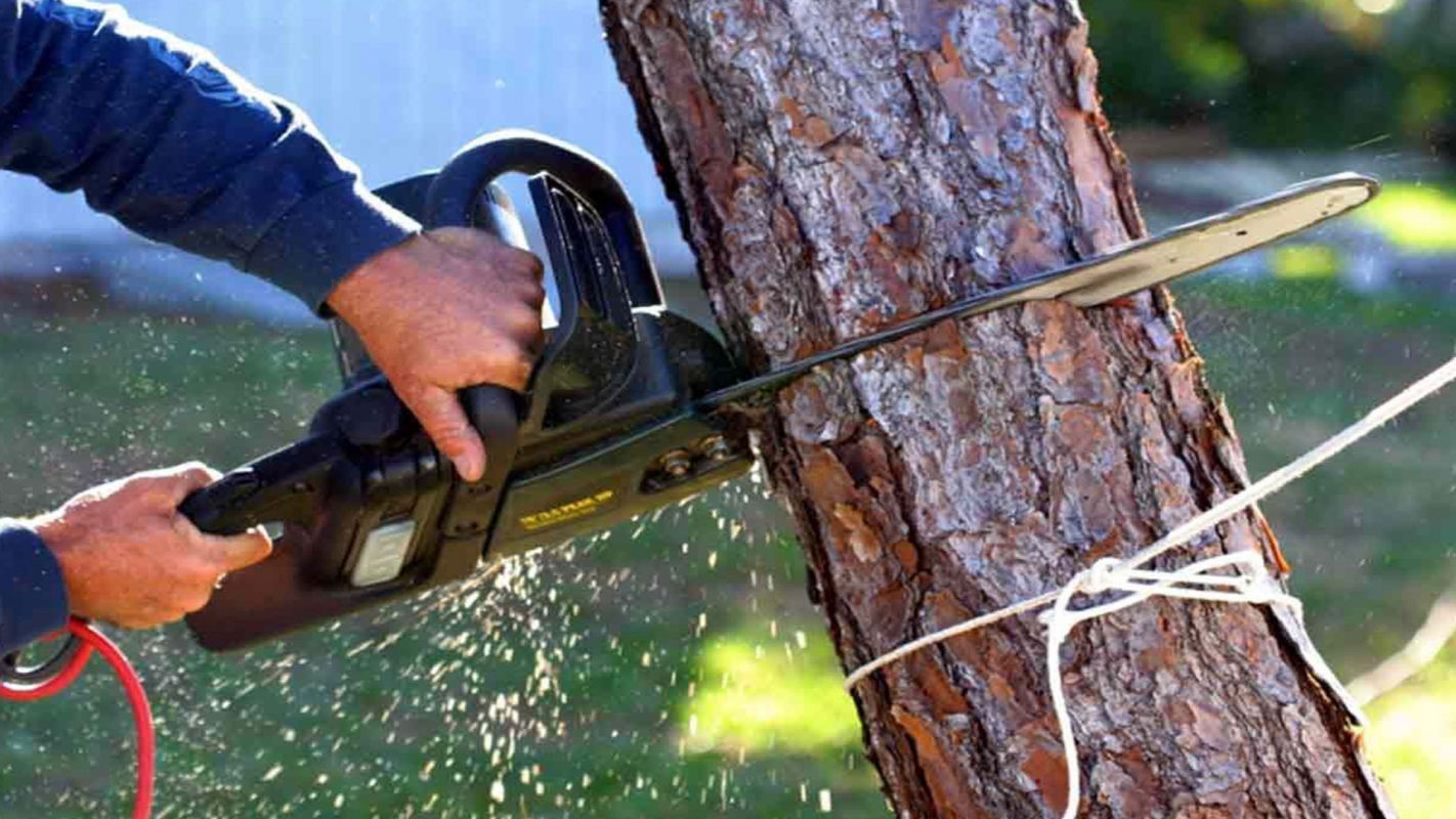 Tree Trimming Service Fresno CA