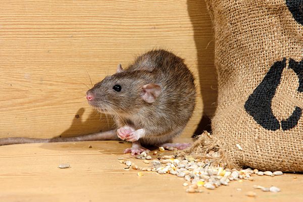 Rodent Trapping Services Riverside CA