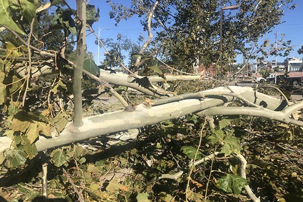 Storm Debris Removal Services Forestville MD