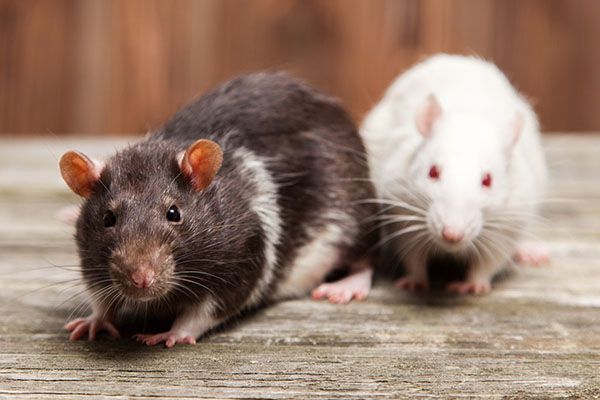 Rat & Mice Removal Cleveland OH