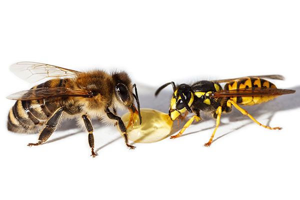 Bee & Wasp Removal Strongsville OH