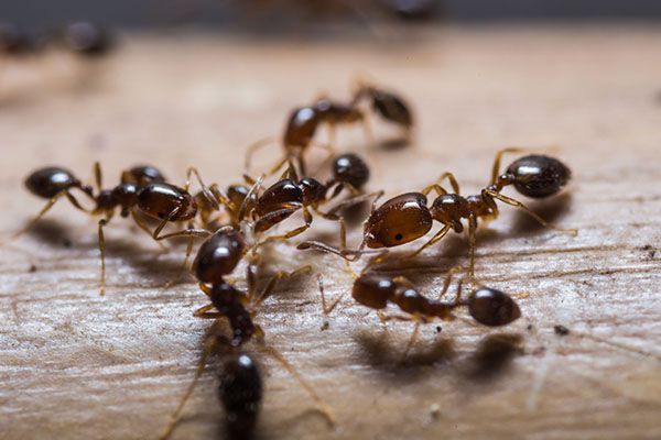 Best Ants Removal Service Strongsville OH