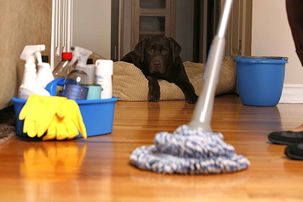 House Cleaning Waldorf MD