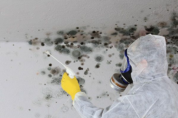 Mold Removal Services Coral Springs FL