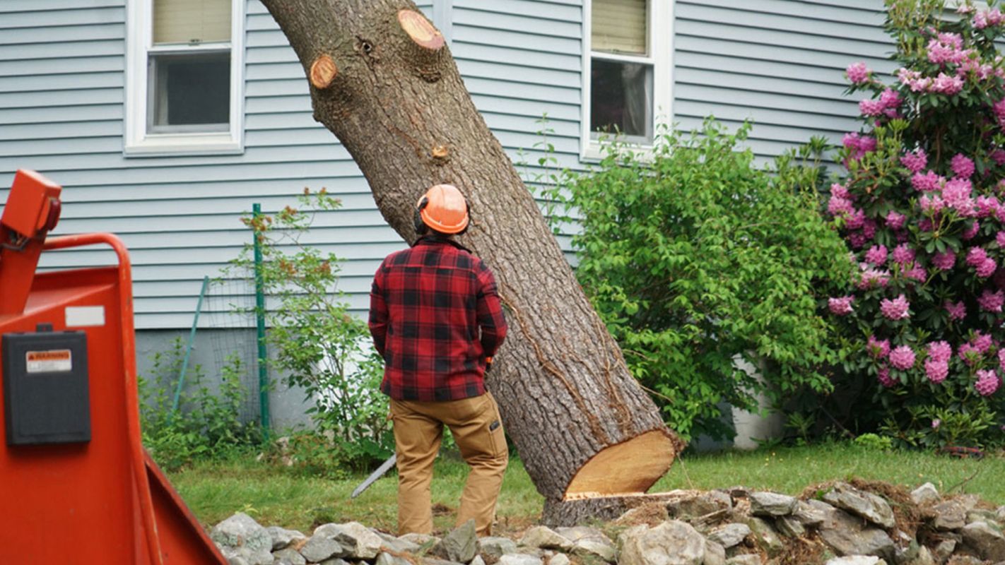 Tree Removal Services Hollywood FL