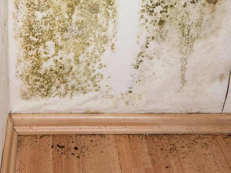 How Hiring Our Mold Removal Services Can Prove Beneficial