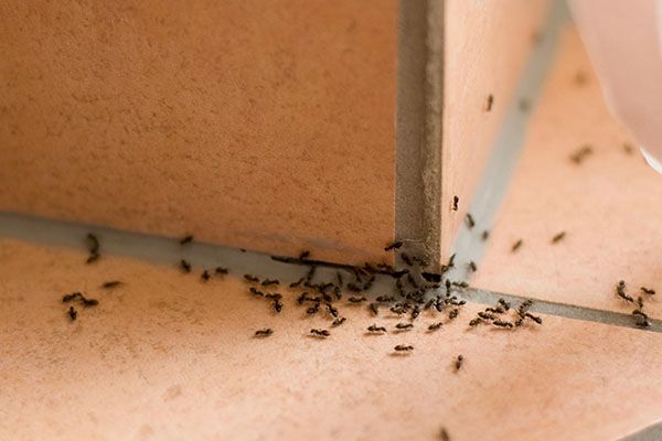 Ants Removal Cost Cleveland OH