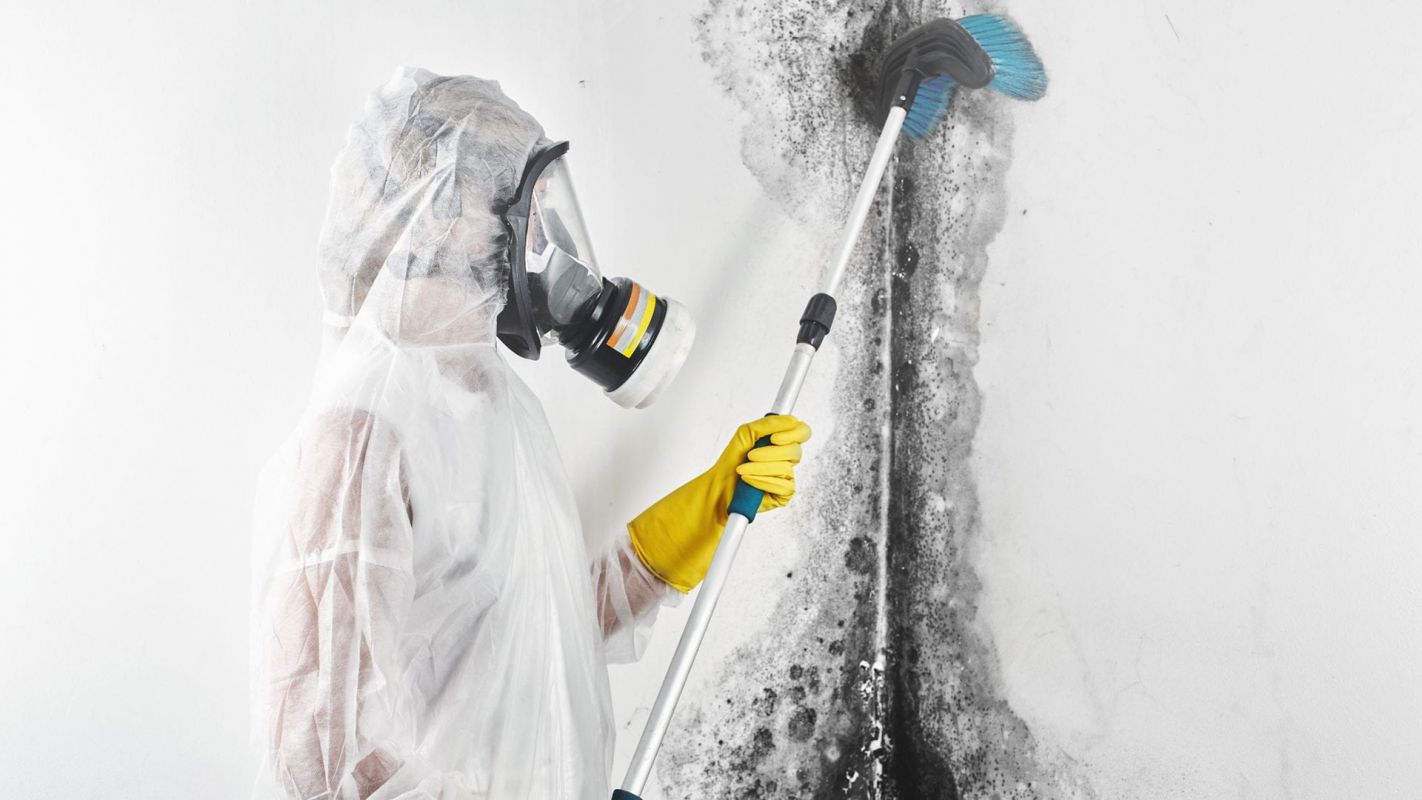 Residential Mold Removal Service Woodinville WA