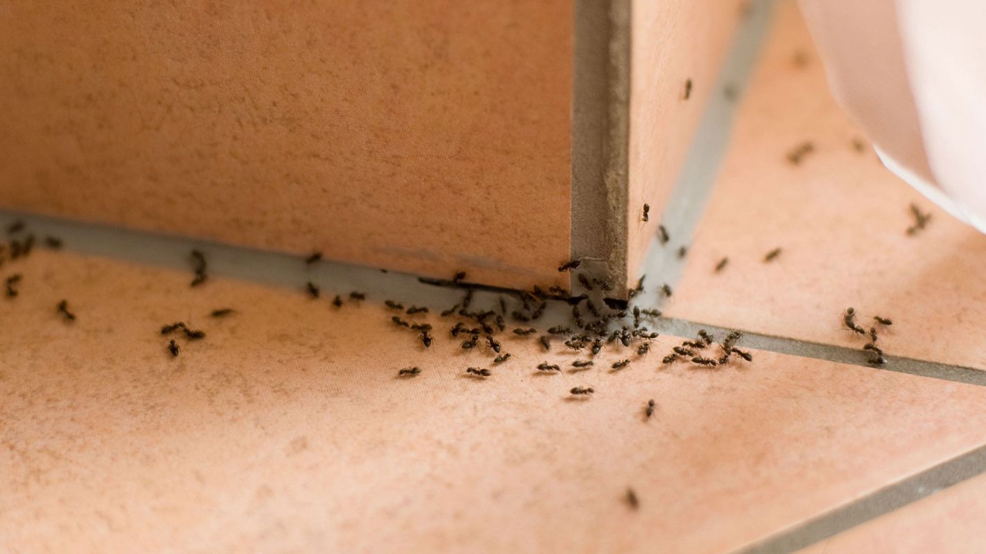 Ants Control Services Lake Forest IL