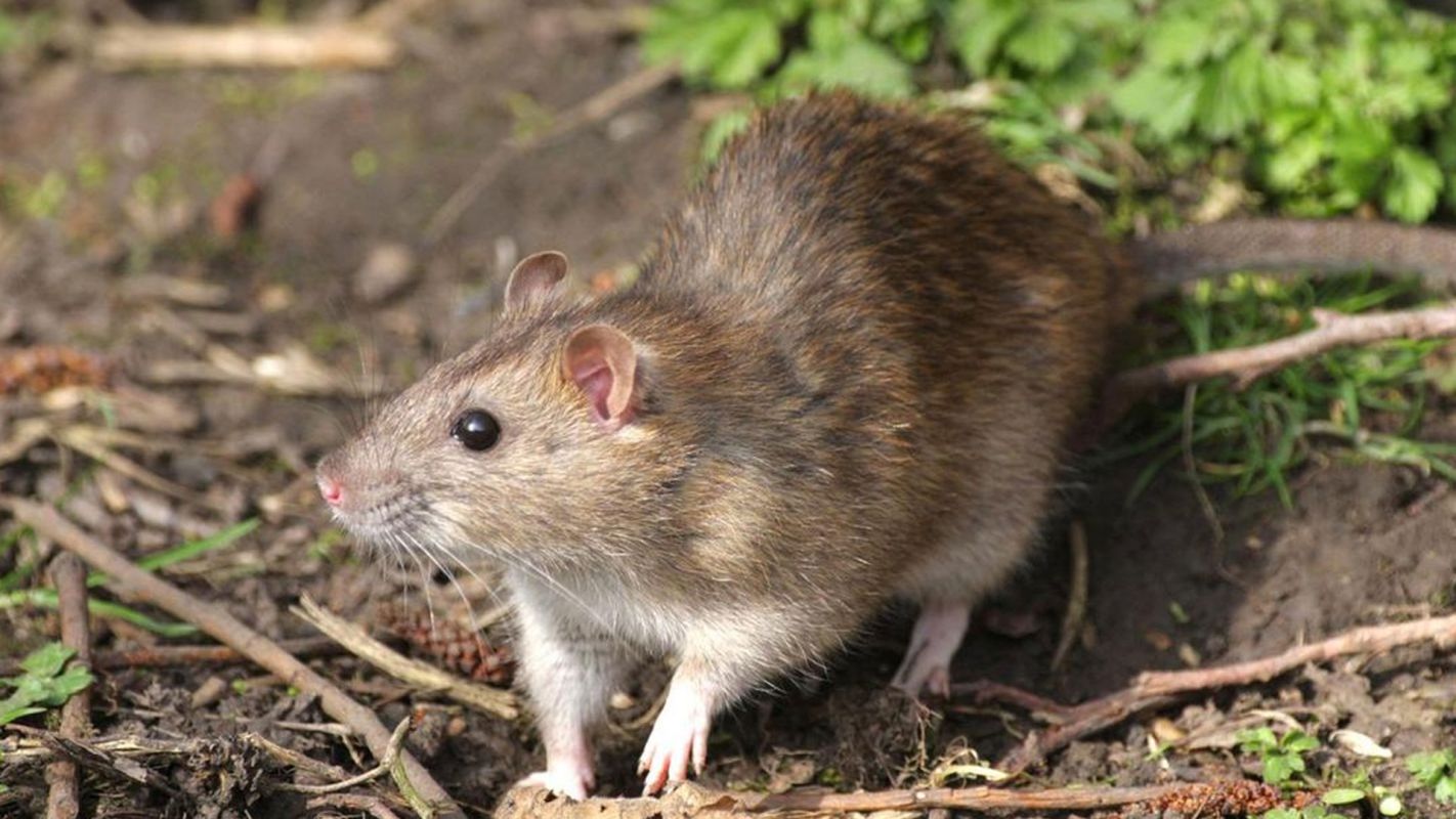 Rodent Removal Services Naperville IL