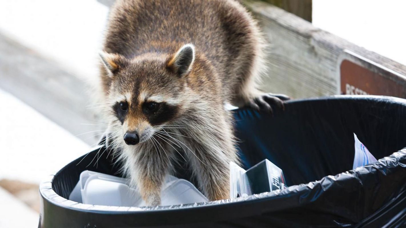 Raccoon Removal Service Naperville IL