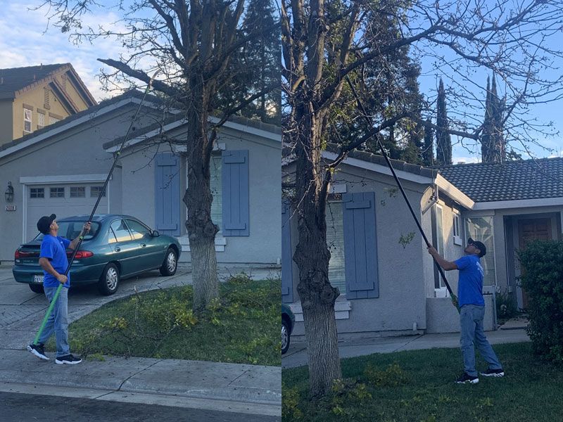 Tree Removal Services Sacramento CA
