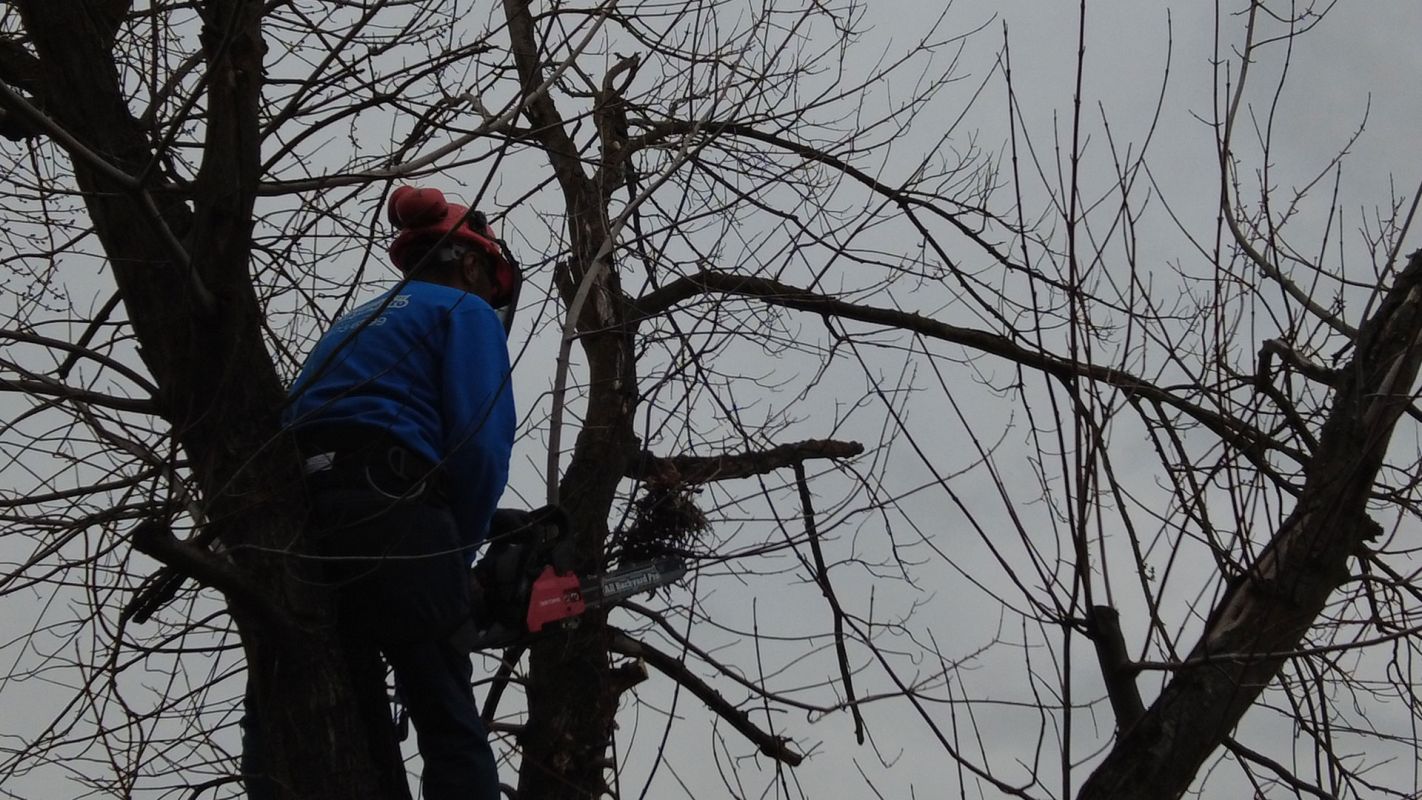 Tree Removal Services Sacramento CA