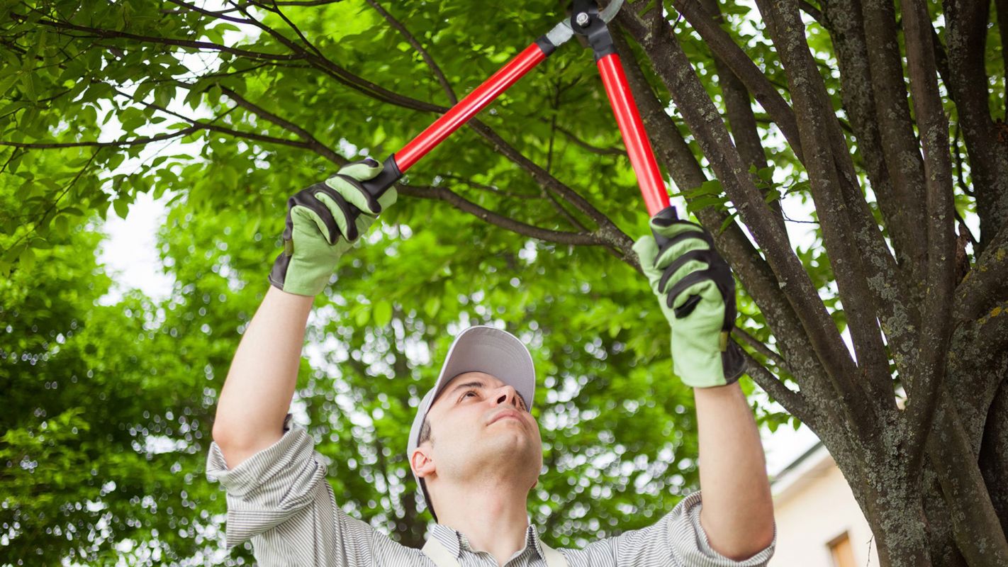 Tree Trimming Services Sacramento CA