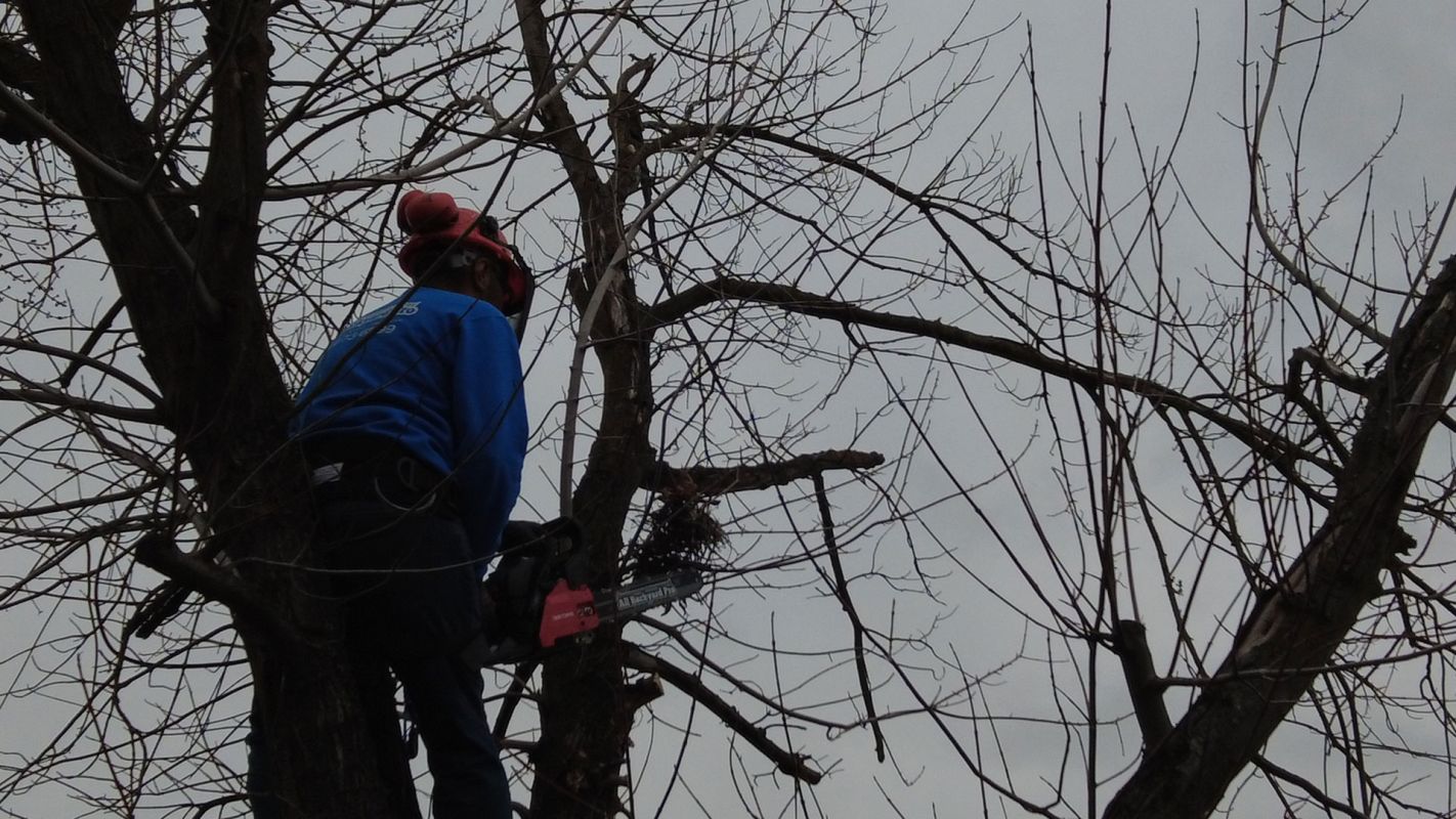 Tree Removal Services Citrus Heights CA