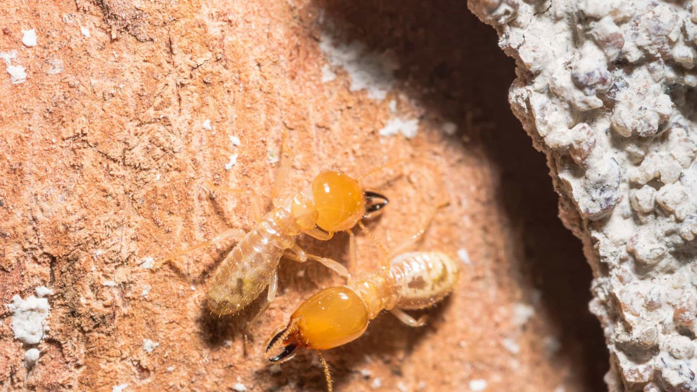 Termite Control Services Sandy Spring GA