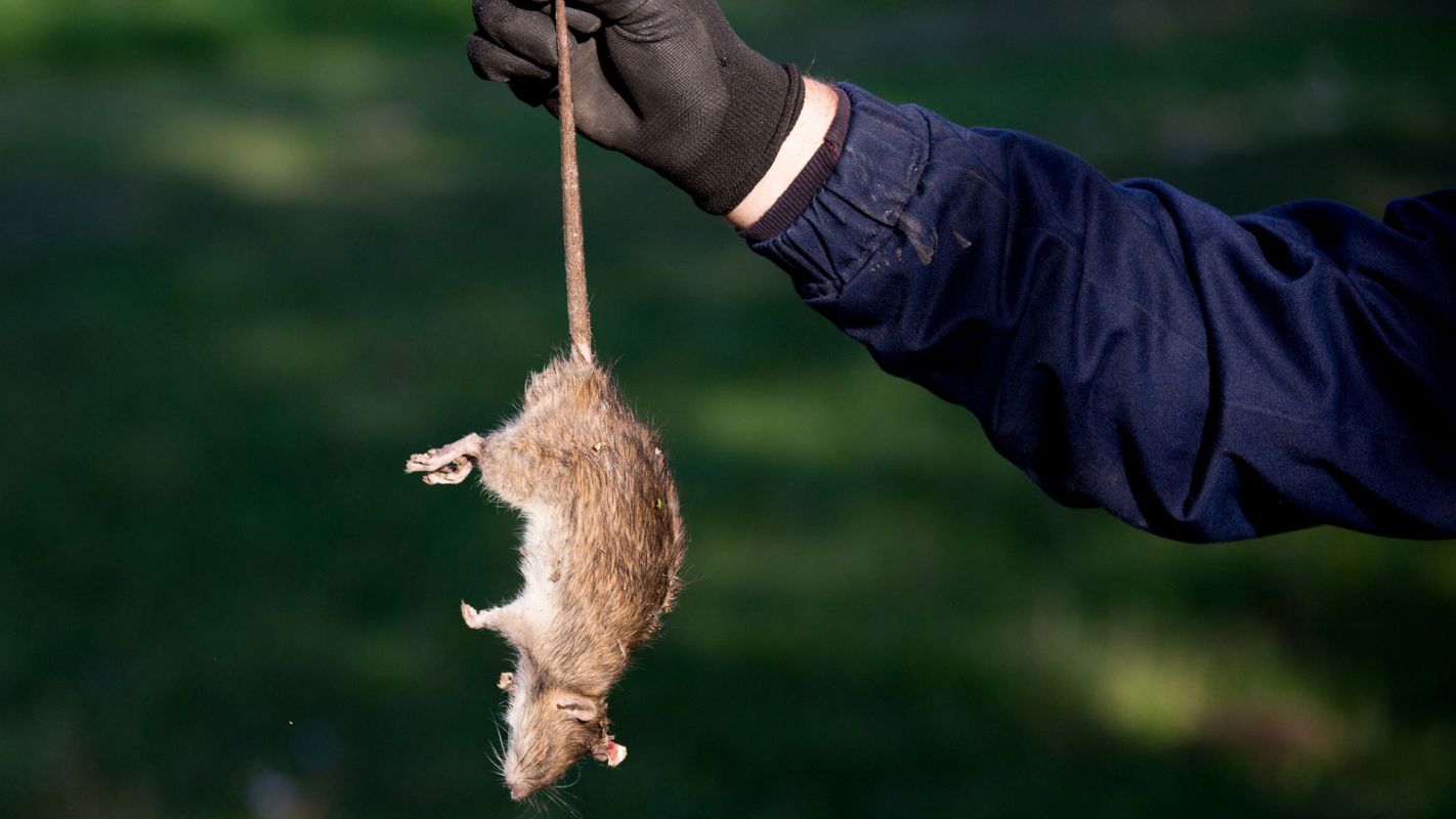 Rodent Control Services Dunwoody GA