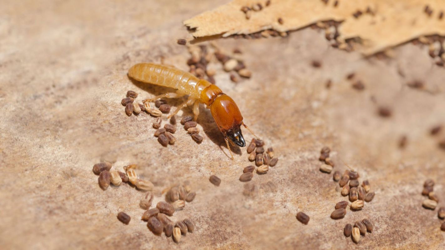 Termite Control Services Atlanta GA