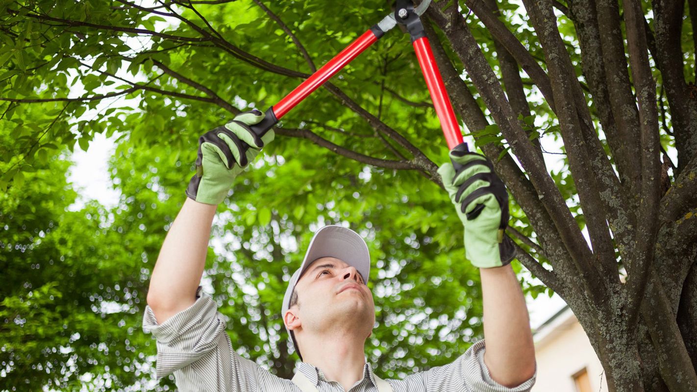 Tree Trimming Services Roseville CA