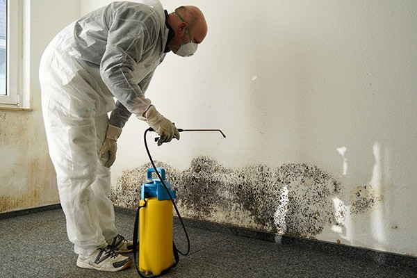 Mold Removal Services