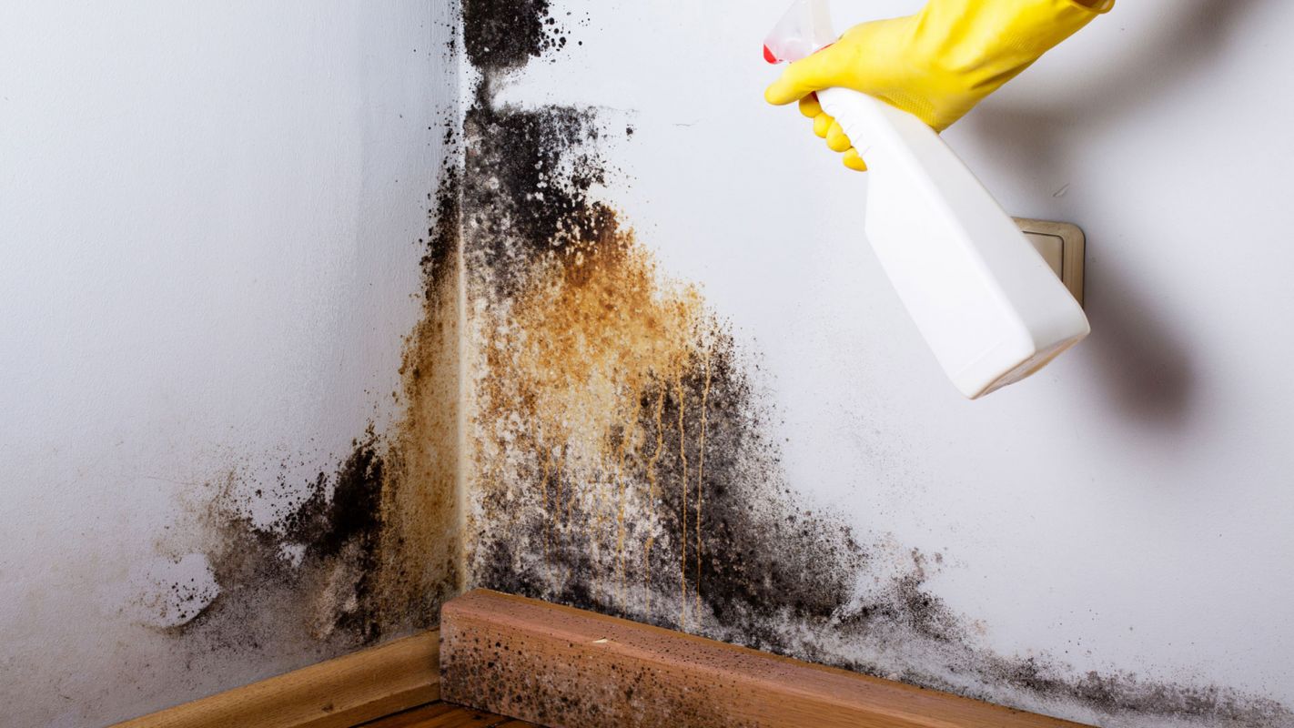 Mold Removal Services Del Mar CA