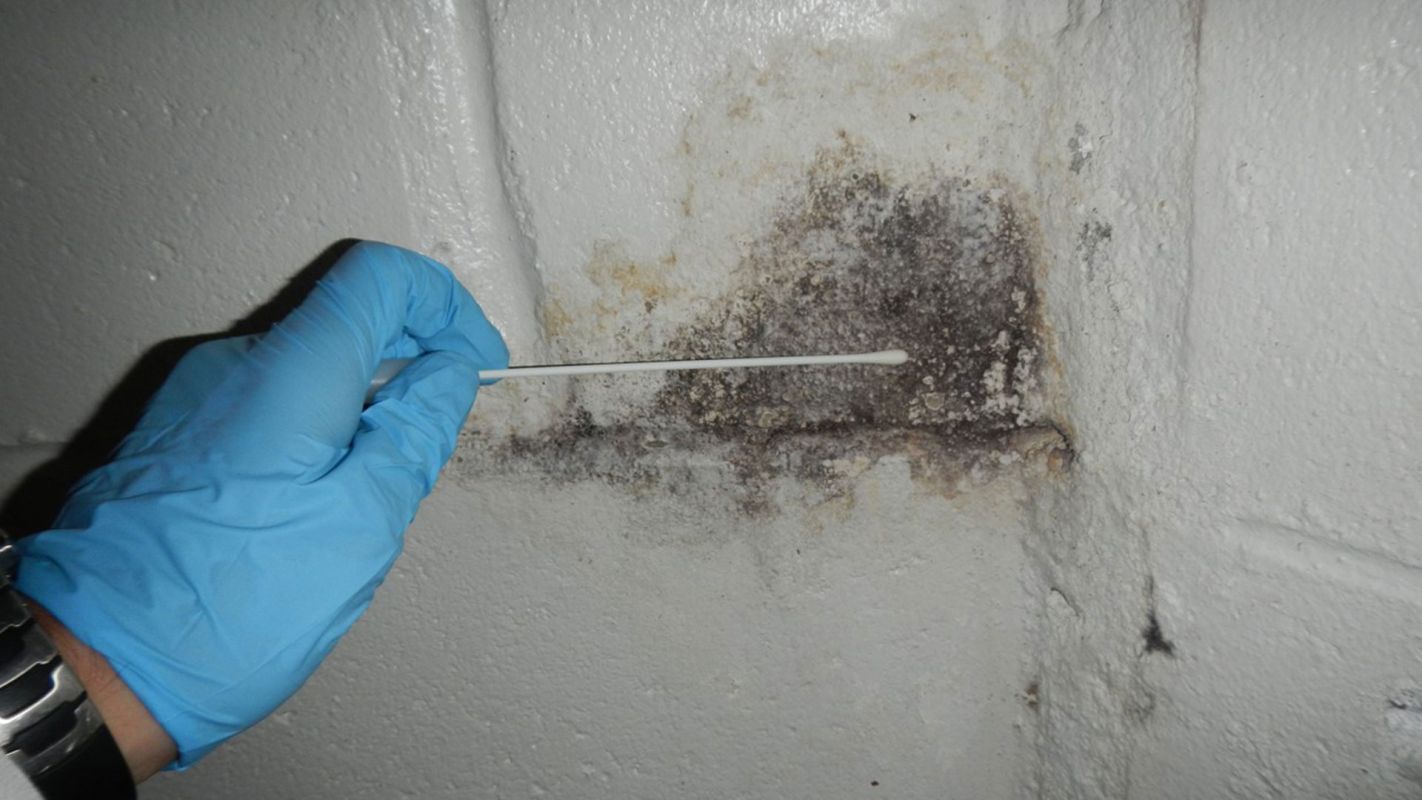 Mold Inspection Service Del Mar CA