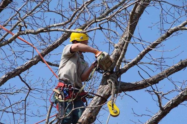 Tree Trimming Services