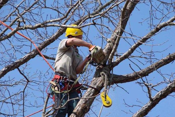 The Best Tree Cutting