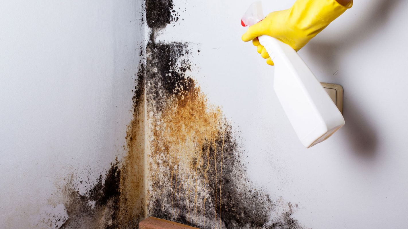 Black Mold Detection & Removal
