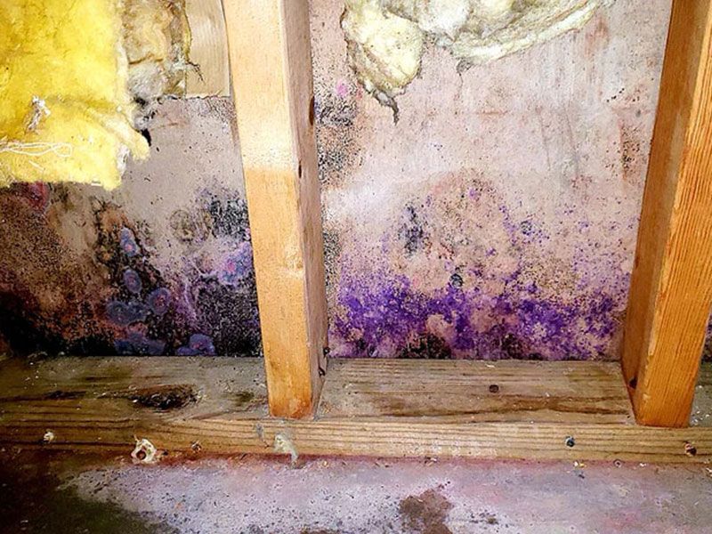Mold Remediation Services Kennesaw GA